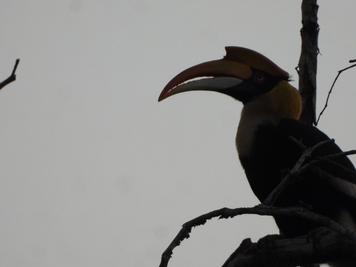 Great Hornbill - ML647341889