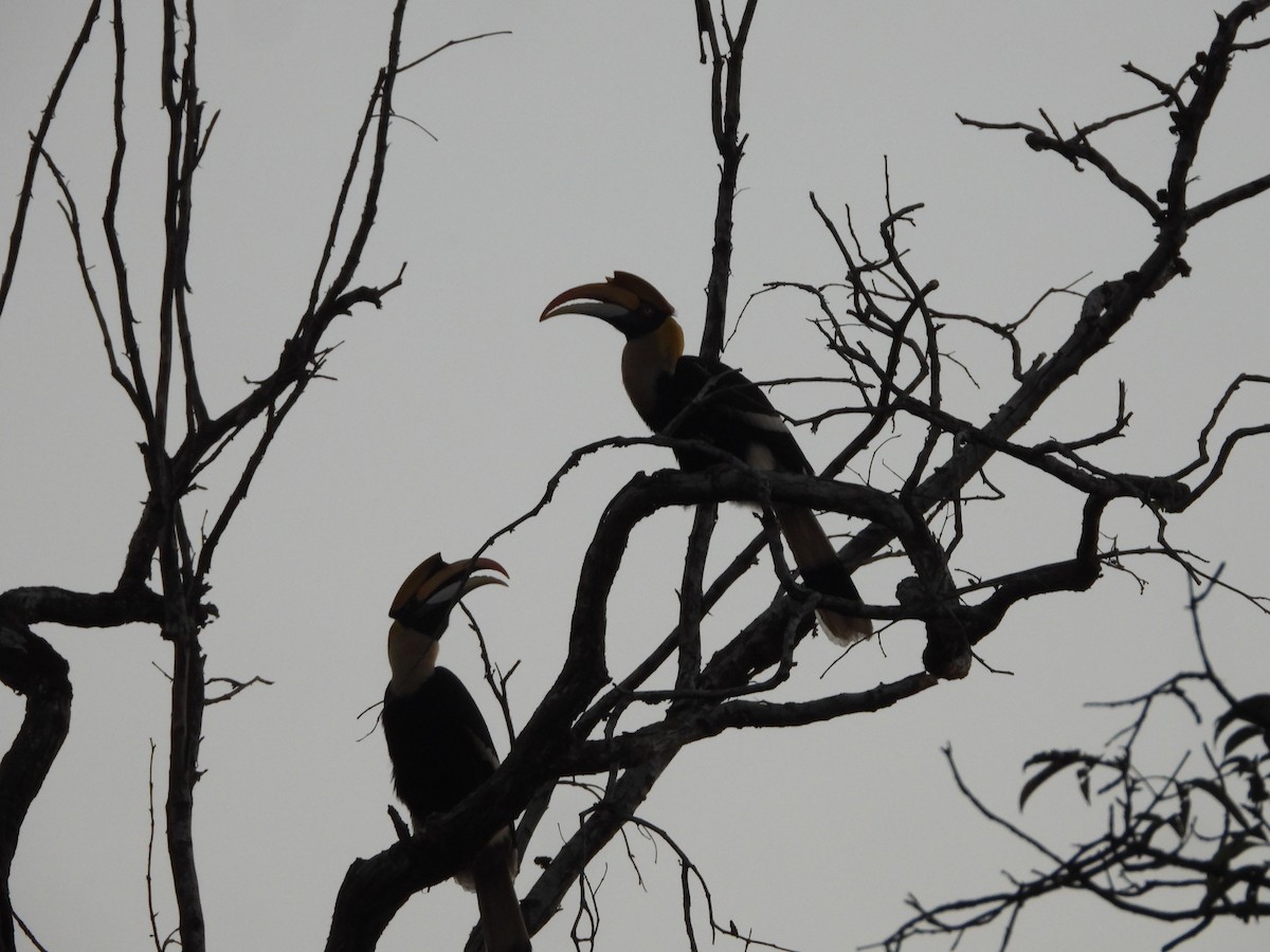 Great Hornbill - ML647341890