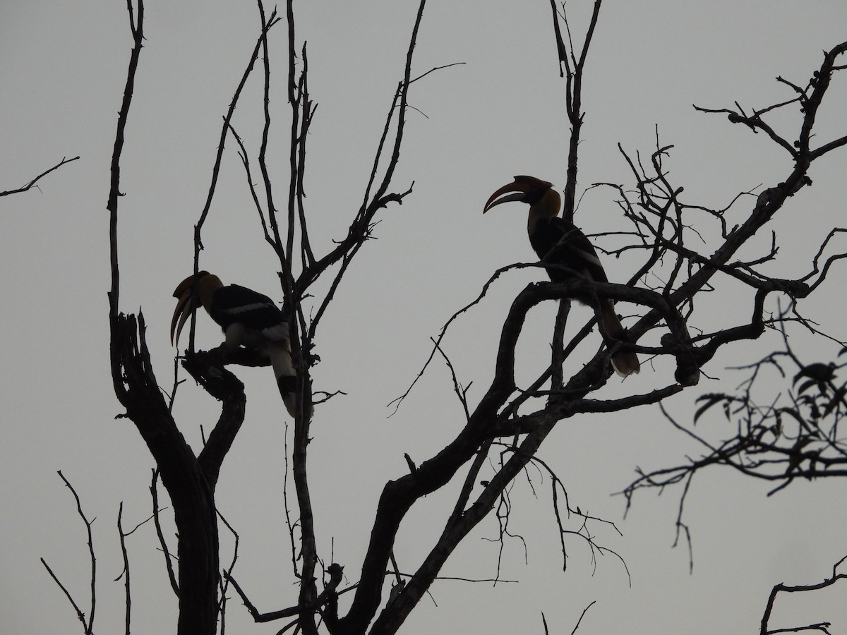 Great Hornbill - ML647341891