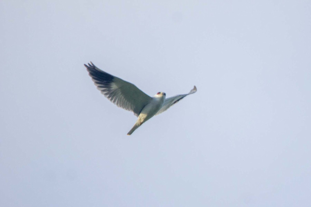 Black-winged Kite (African) - ML647341893