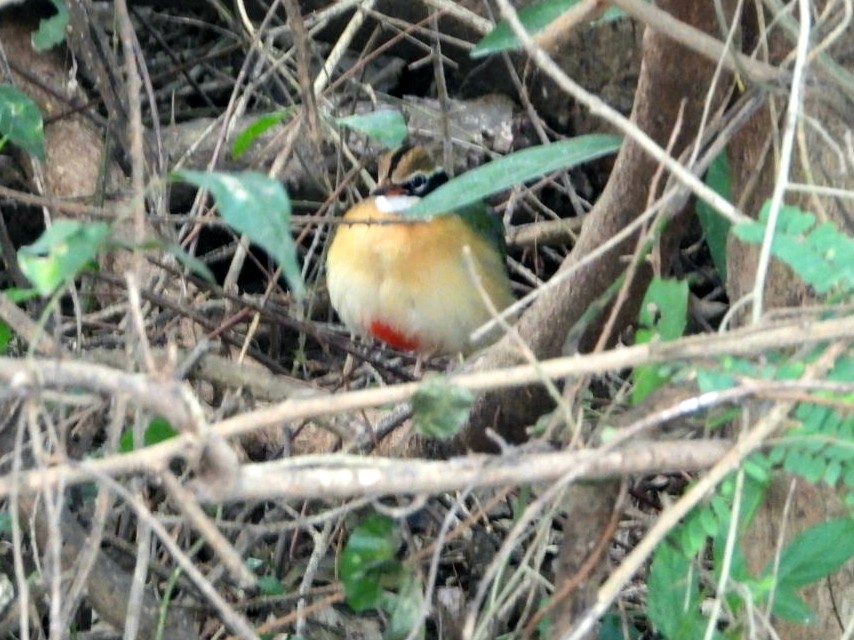 Indian Pitta - ML647341894