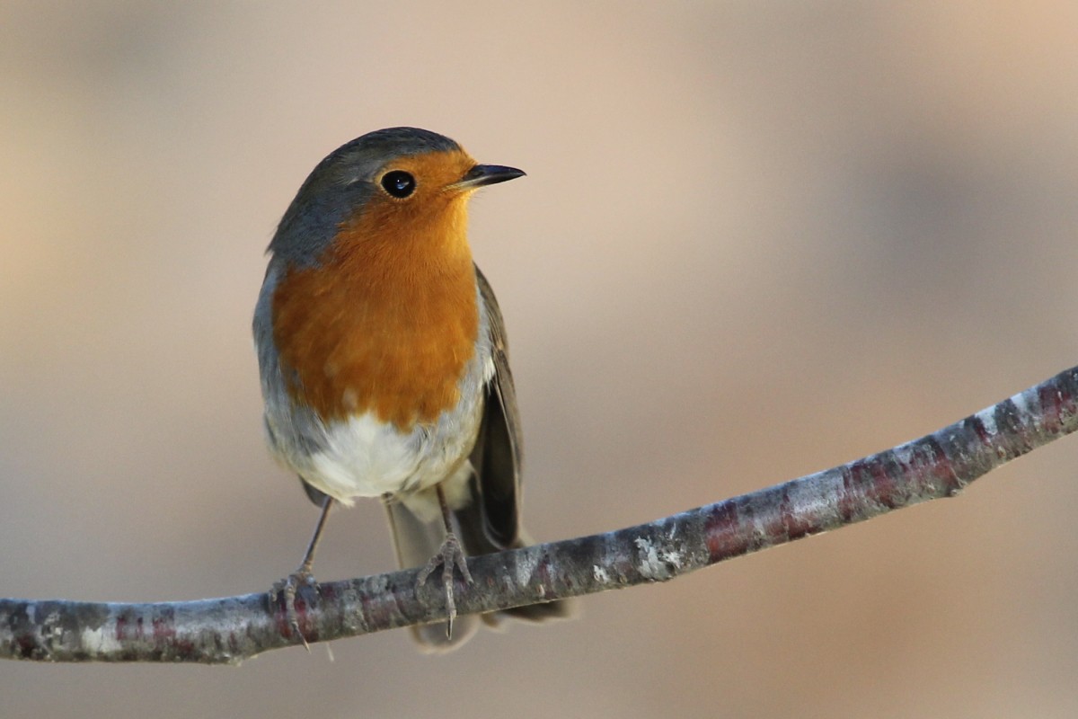 European Robin - ML647341895