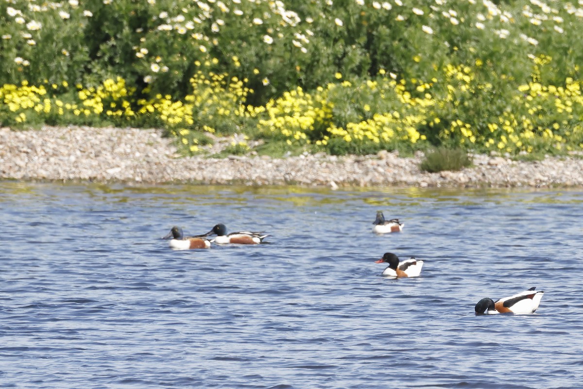 Common Shelduck - ML647341896