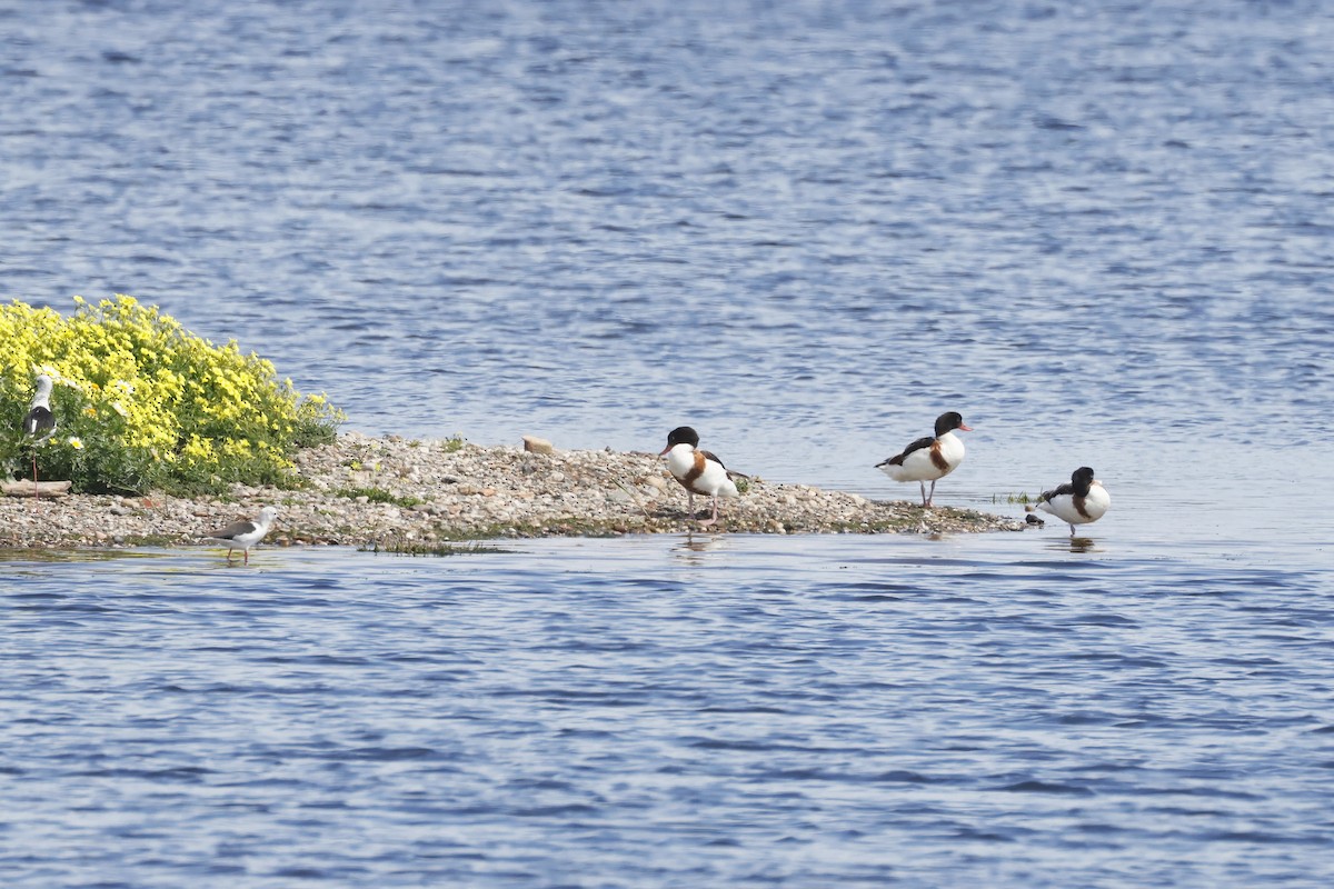 Common Shelduck - ML647341897