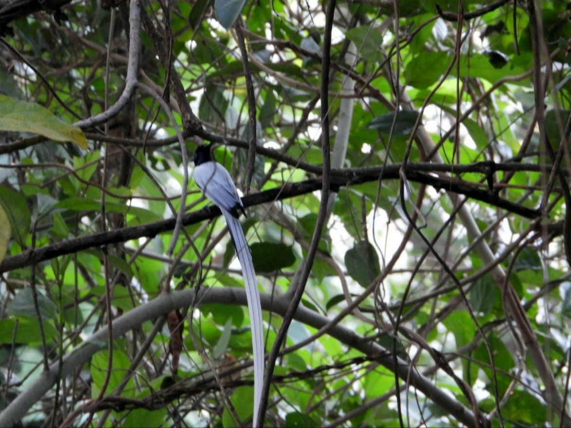 Indian Paradise-Flycatcher - ML647341898