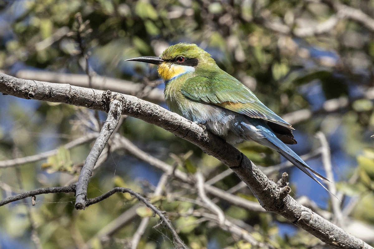 Swallow-tailed Bee-eater - ML647341900