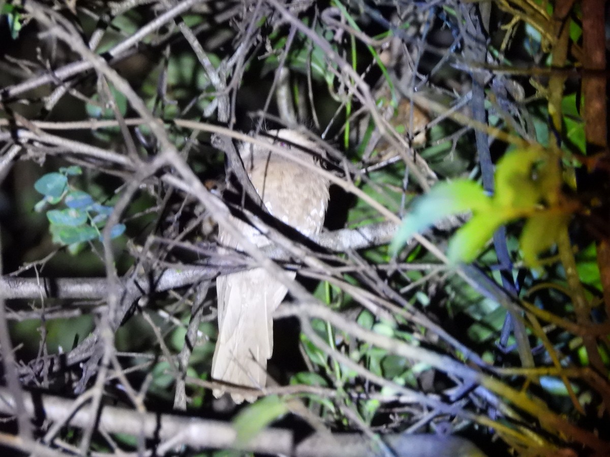 Sri Lanka Frogmouth - ML647341901