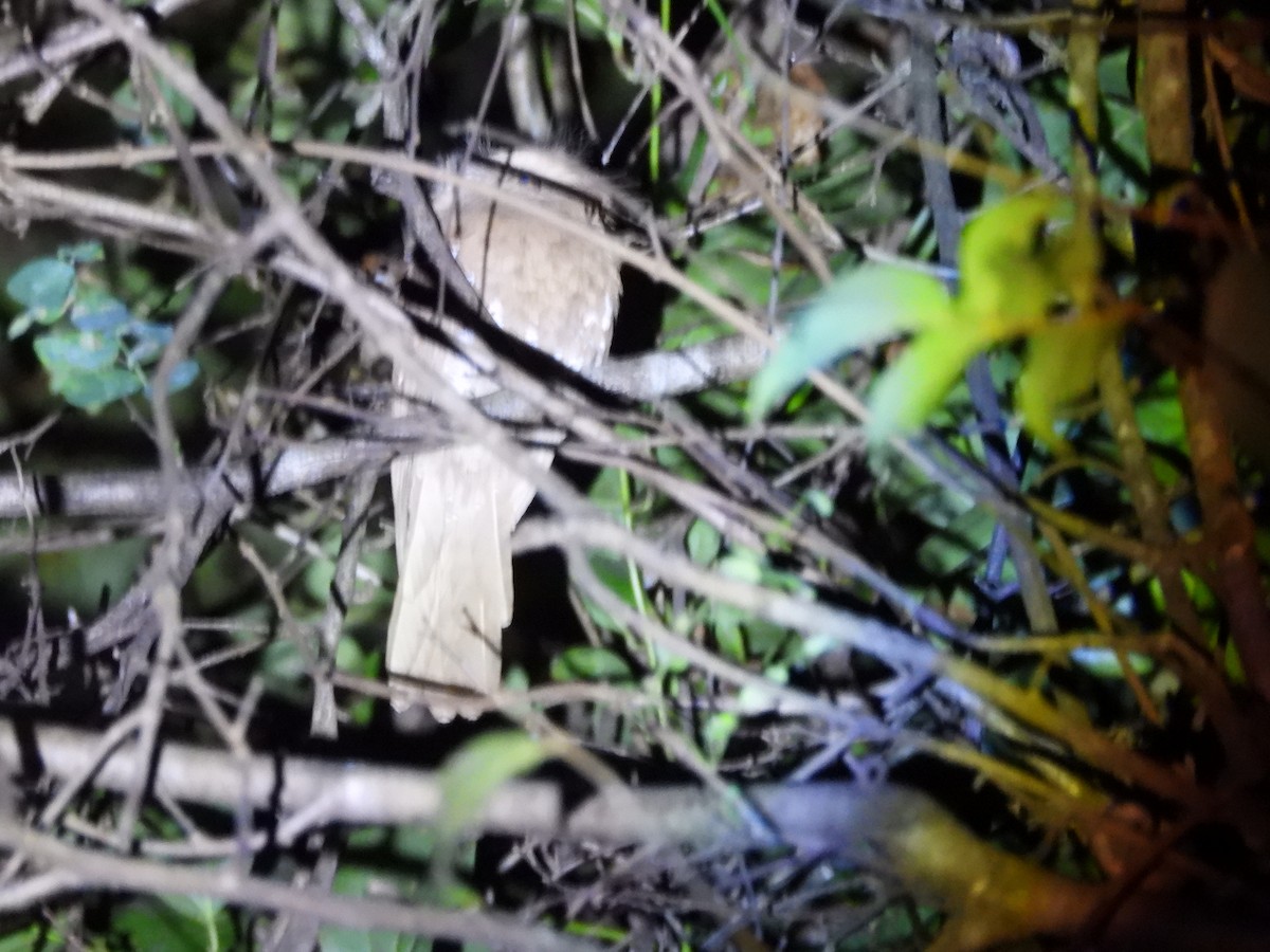 Sri Lanka Frogmouth - ML647341902