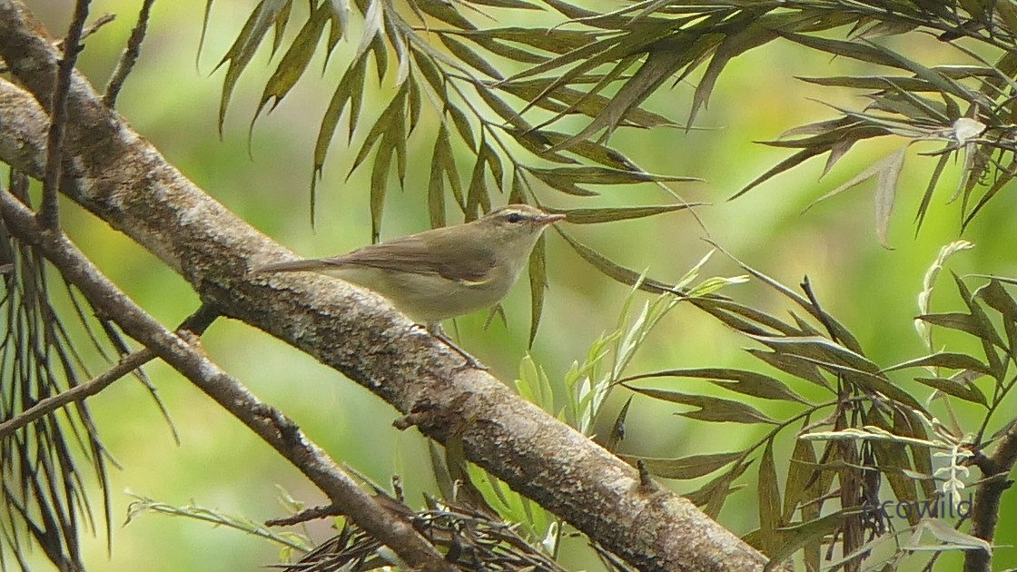 østsanger - ML647341914