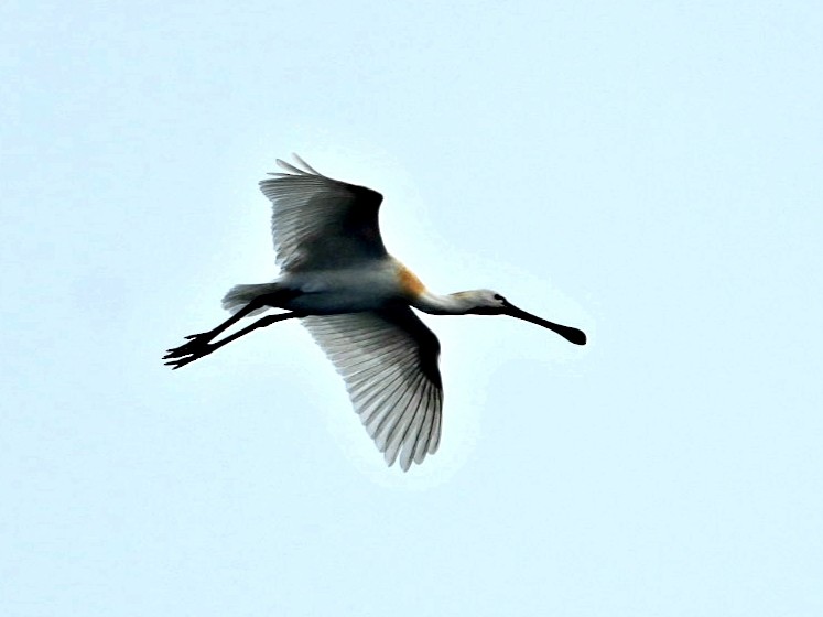 Eurasian Spoonbill - ML647341917