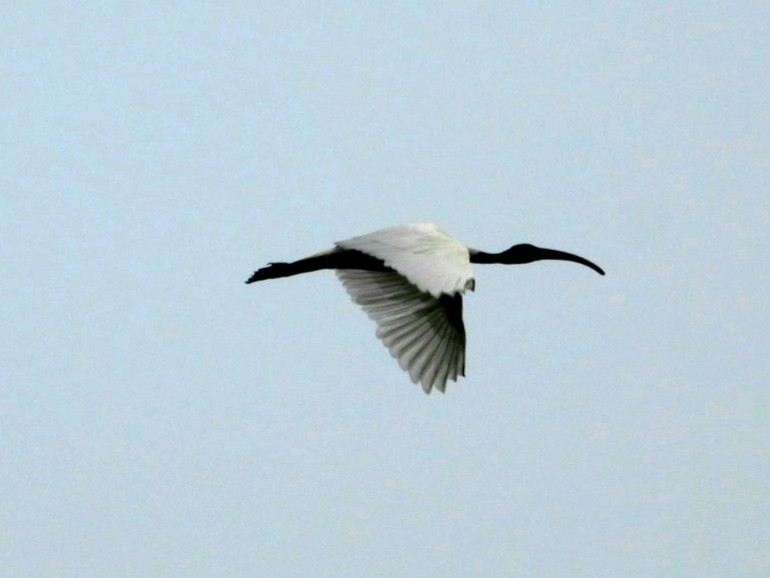 Black-headed Ibis - ML647341921