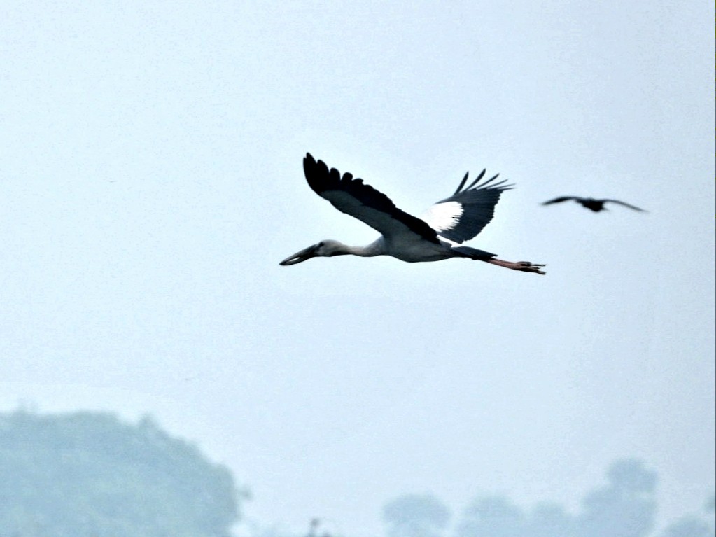 Asian Openbill - ML647341927
