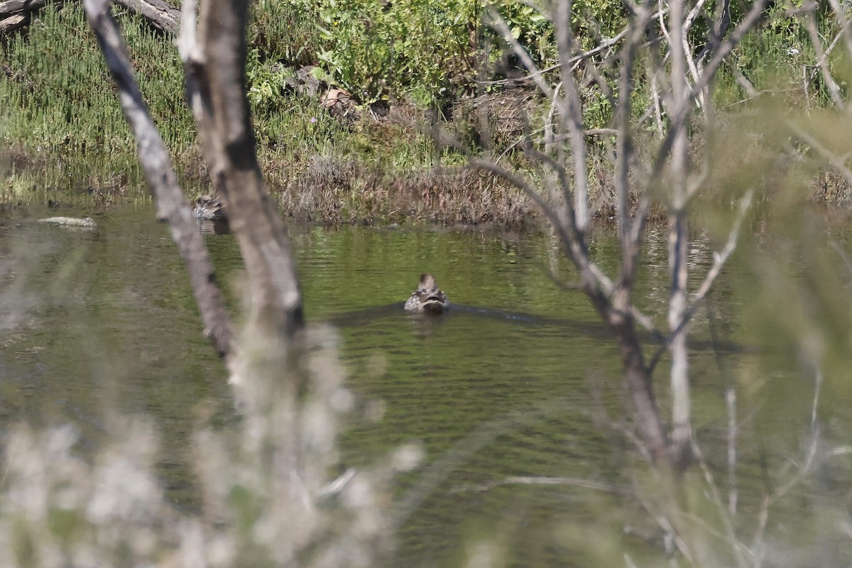Marbled Duck - ML647341953