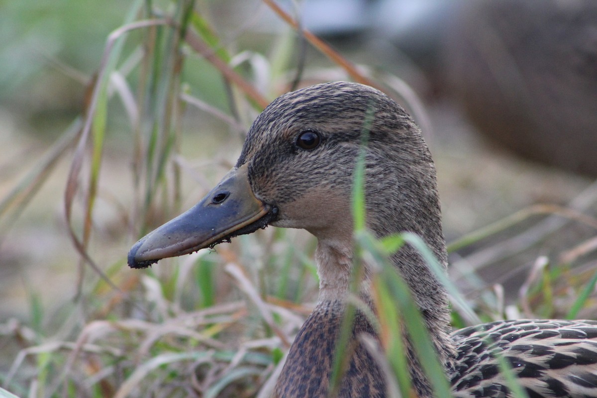 Mallard - ML647341956