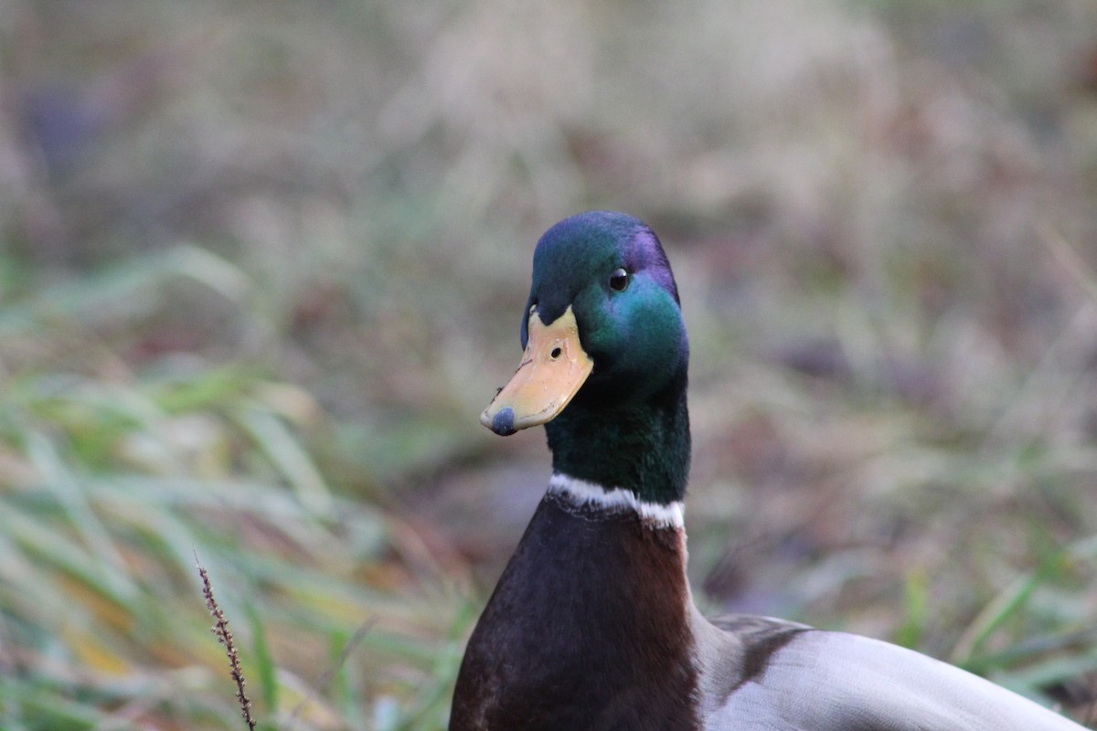 Mallard - ML647341965