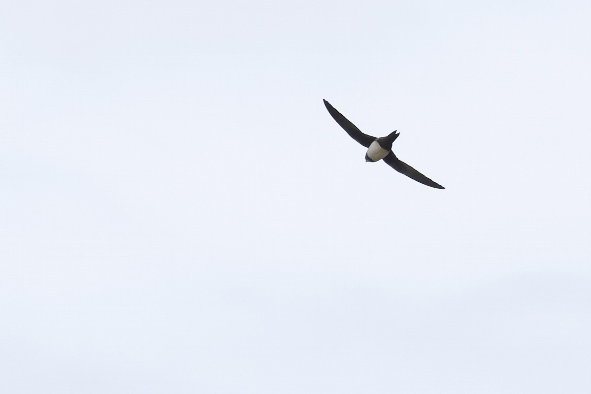 Серпокрилець білочеревий - ML647341966