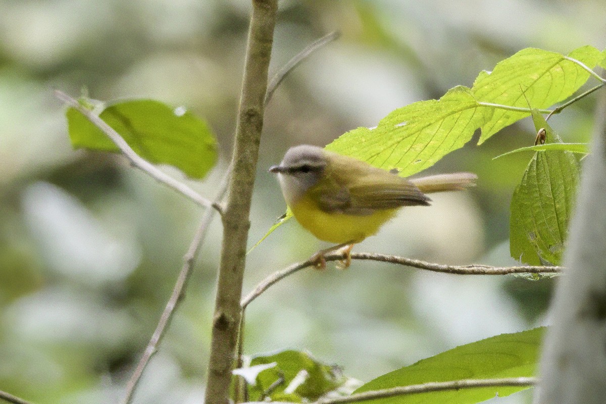 Yellow-bellied Warbler - ML647341968