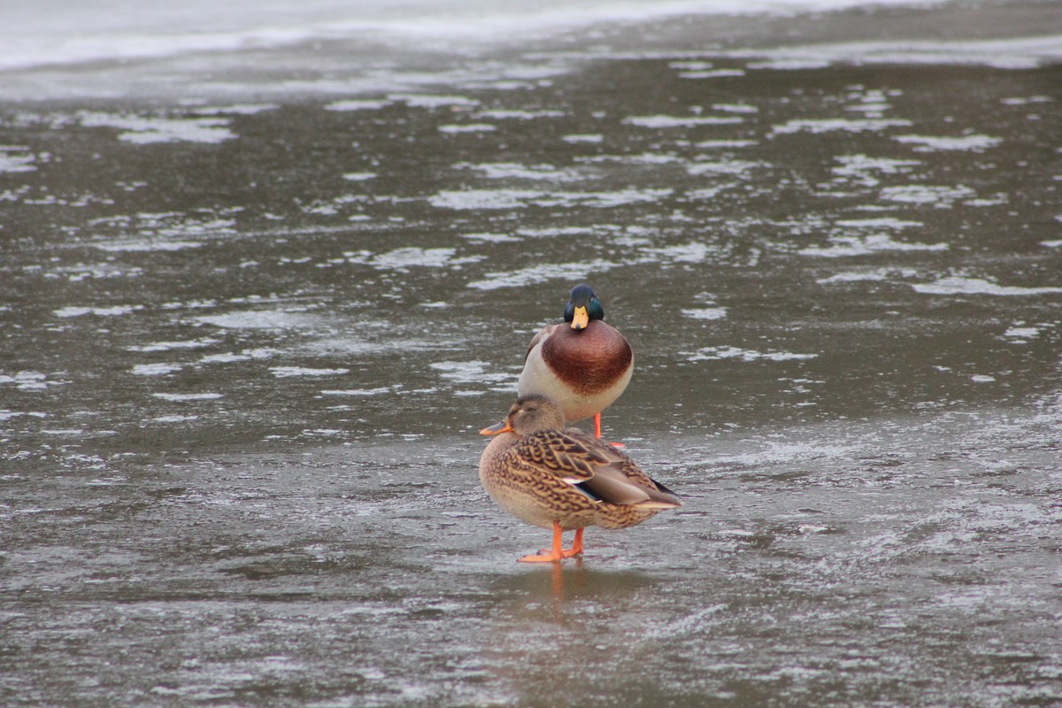 Mallard - ML647341973