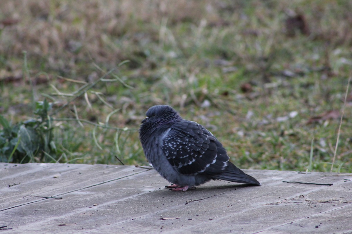 יונת בית - ML647341980