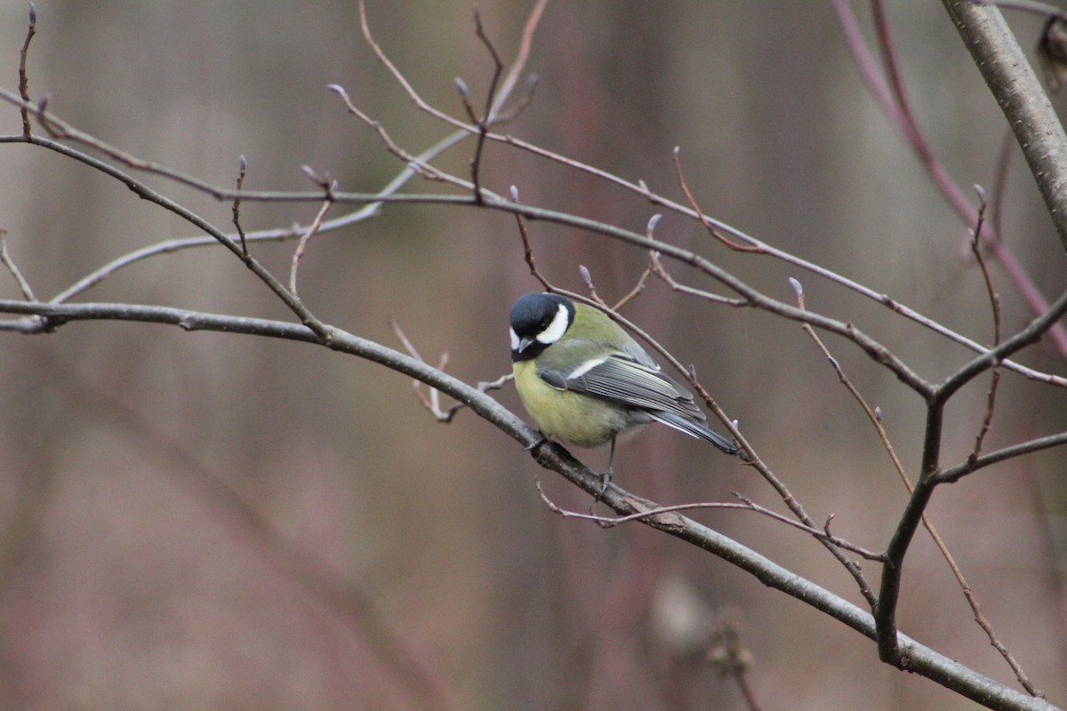 Great Tit - ML647341985