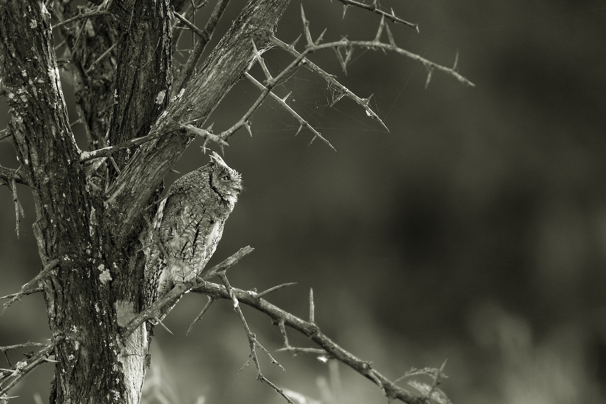 African Scops-Owl - ML647341989