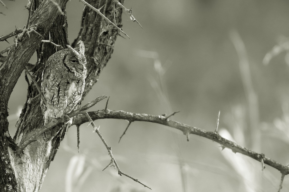 African Scops-Owl - ML647341990