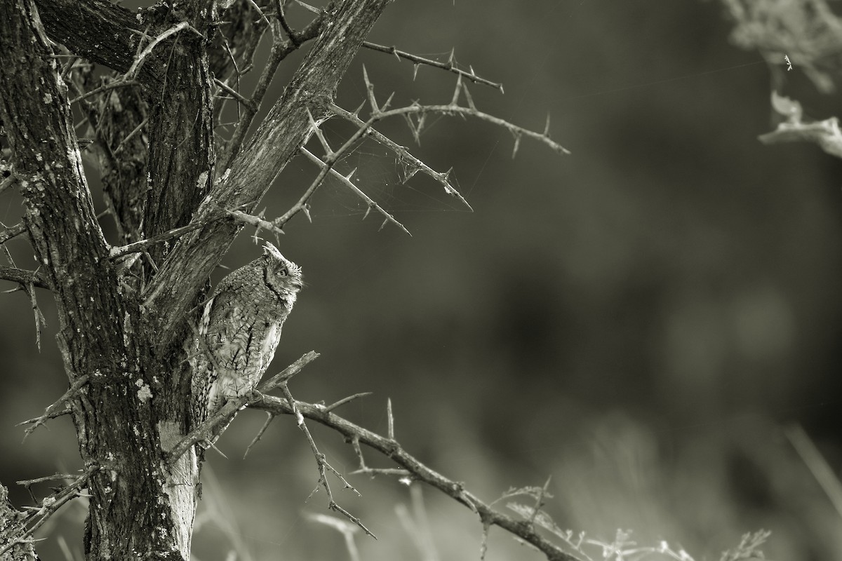 African Scops-Owl - ML647341991