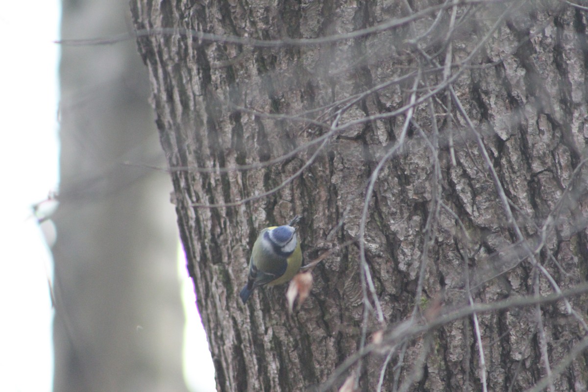 Eurasian Blue Tit - ML647341993