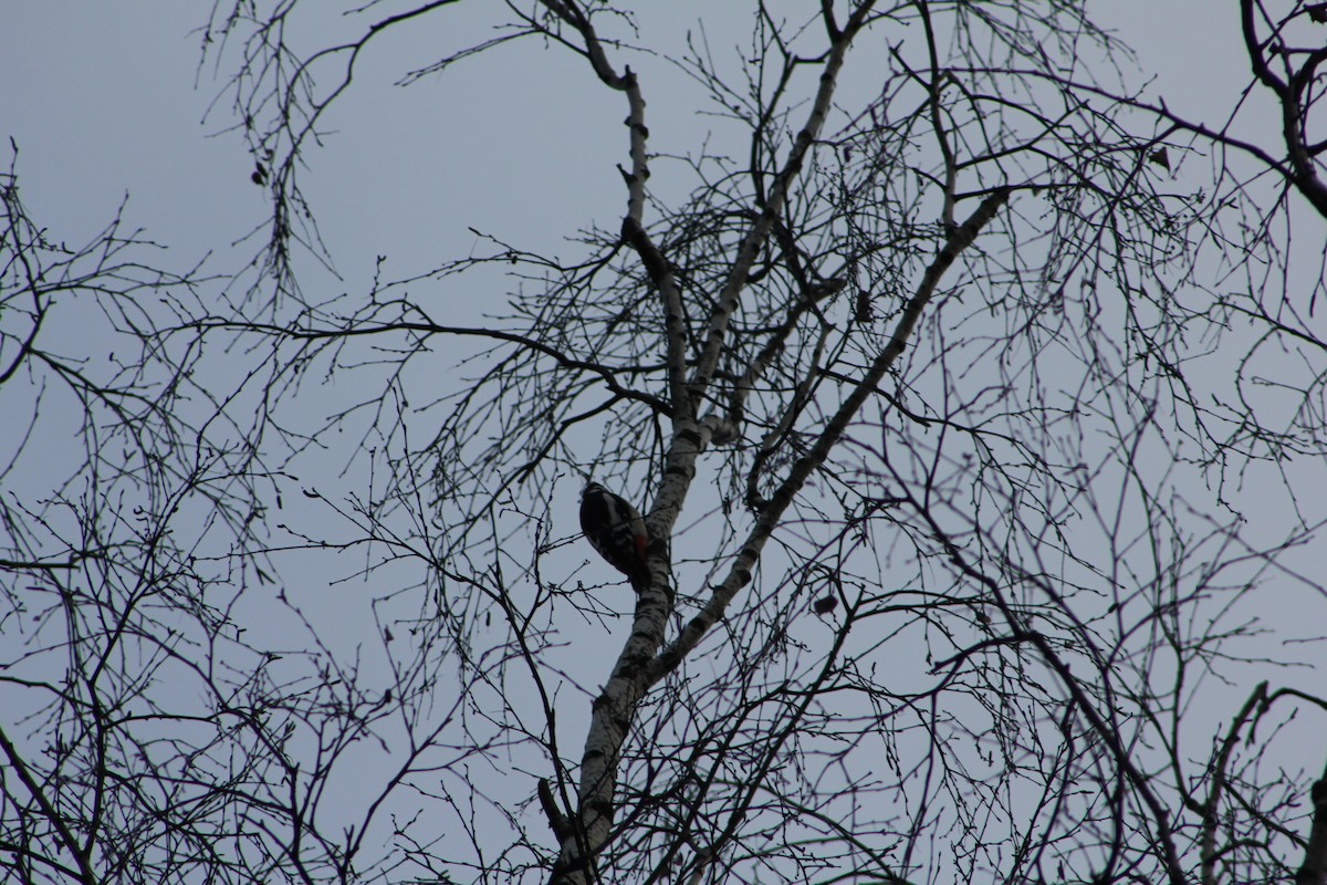 Great Spotted Woodpecker - ML647341996