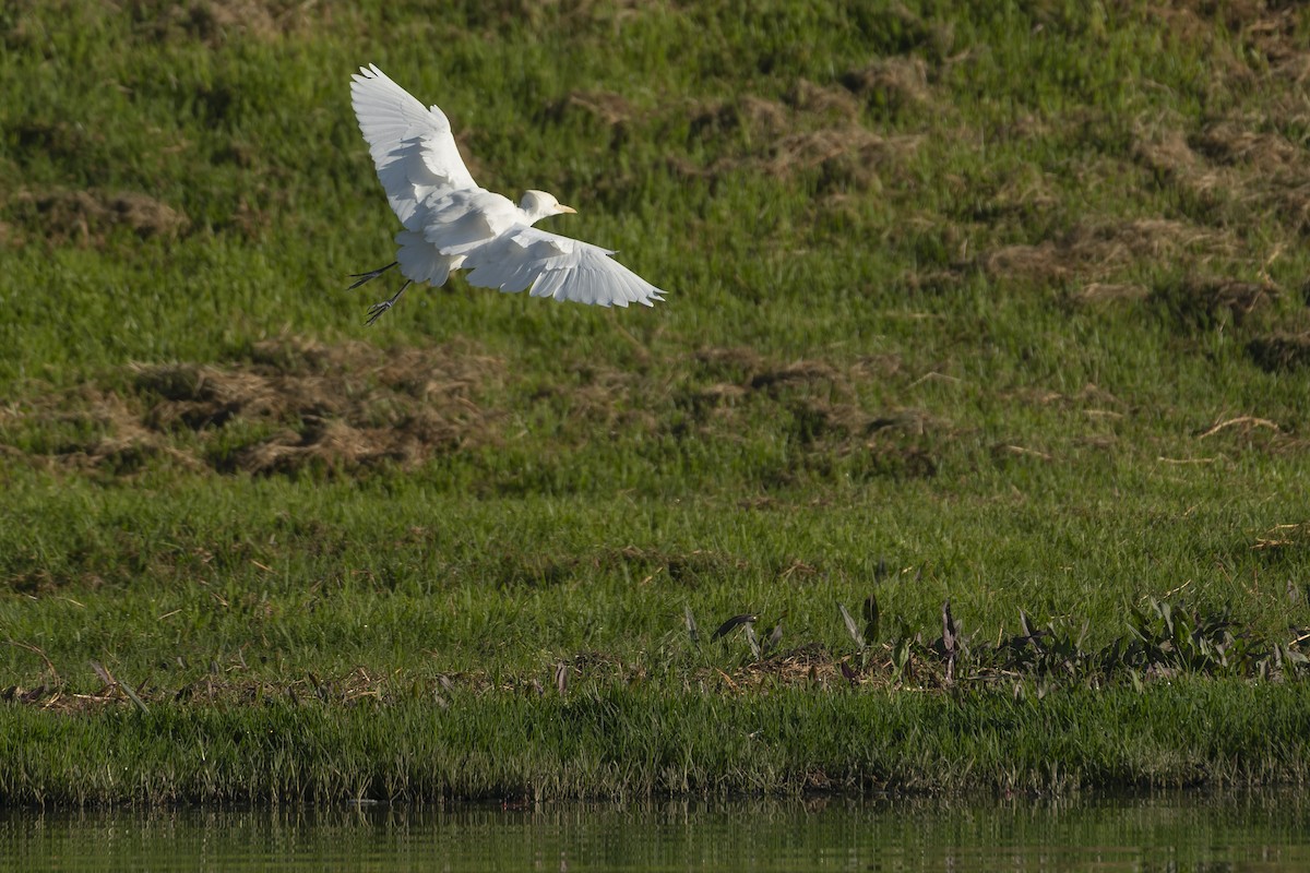 Sığır Balıkçılı - ML647342000