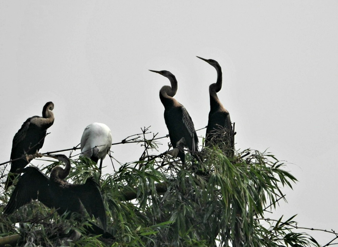 Oriental Darter - ML647342001