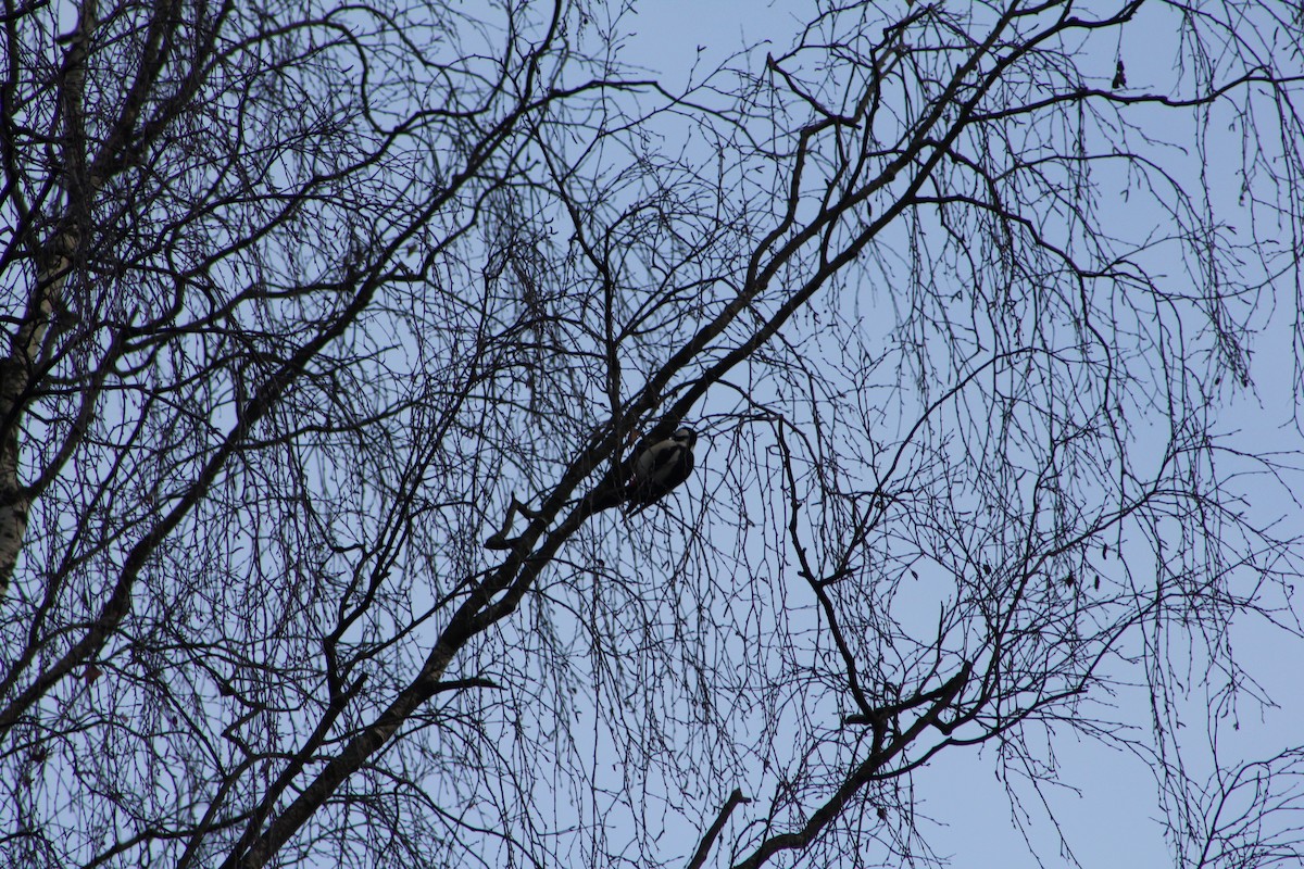 Great Spotted Woodpecker - ML647342002