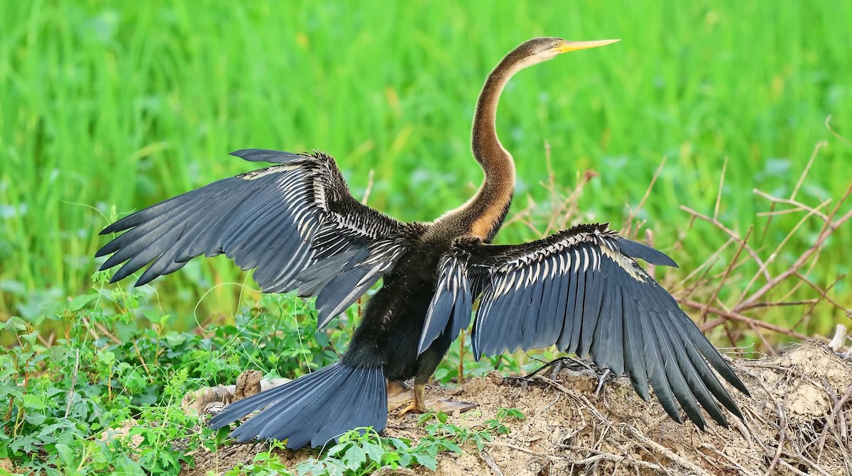 Oriental Darter - ML647342003