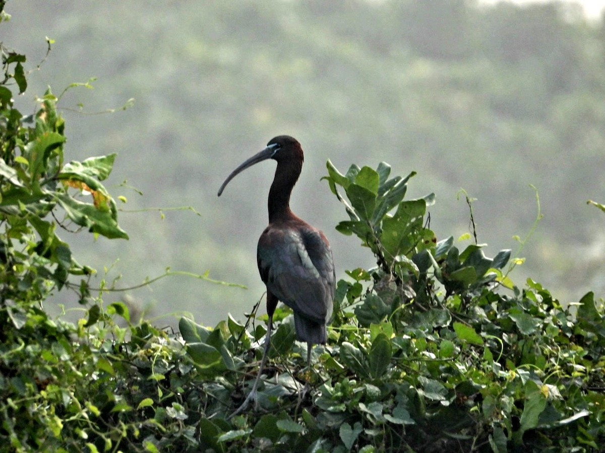 Glossy Ibis - ML647342008