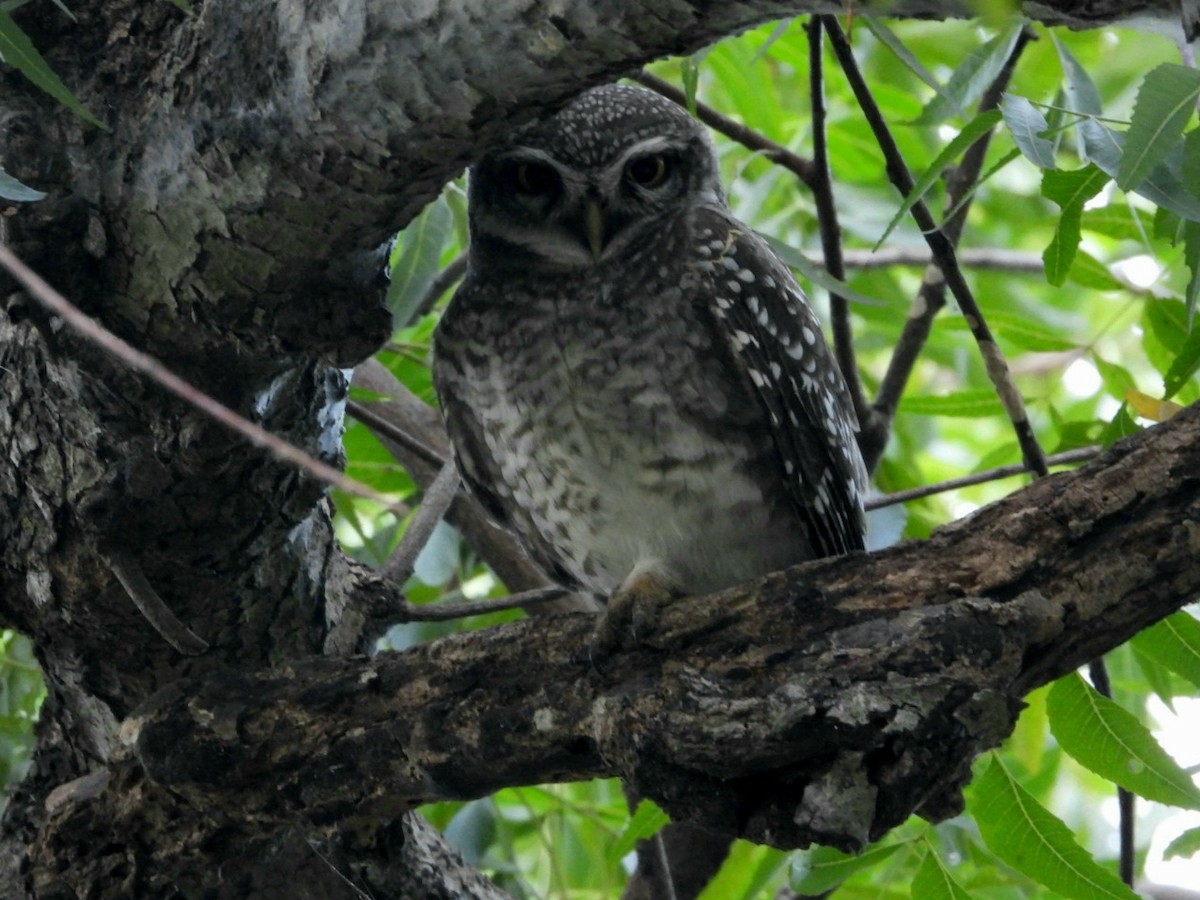 Spotted Owlet - ML647342016