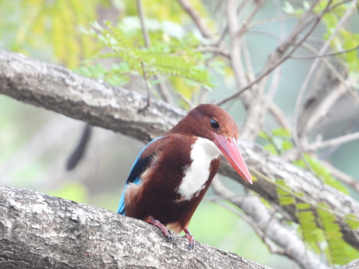 White-throated Kingfisher - ML647342022