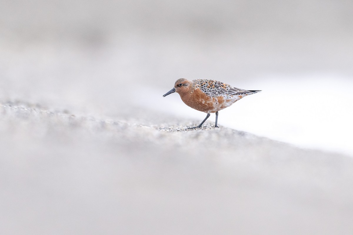 Исландский песочник - ML647342049