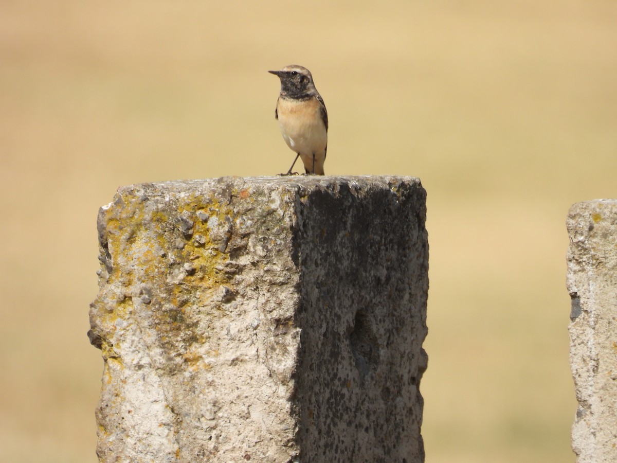סלעית שיחים - ML647342058
