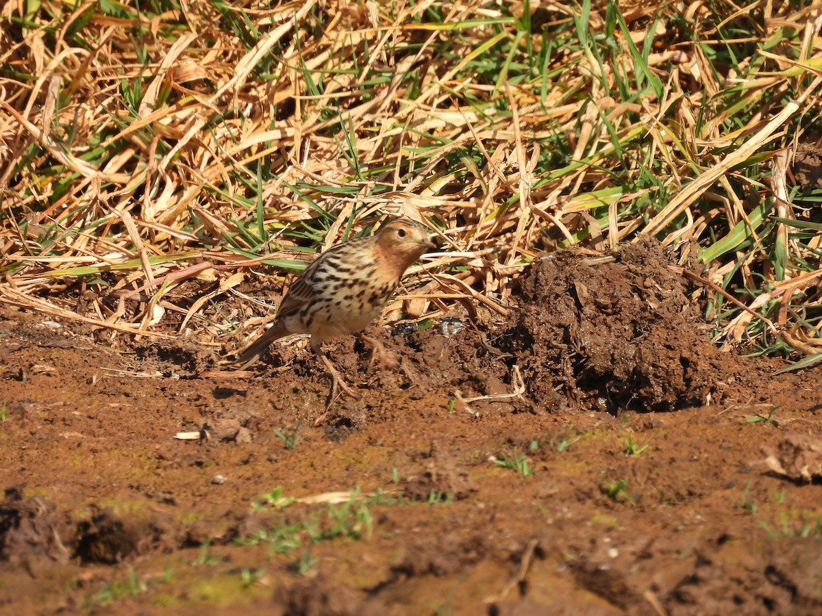 פפיון אדום-גרון - ML647342062