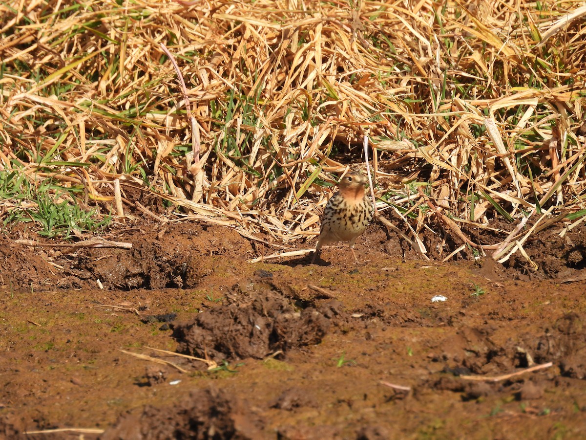 פפיון אדום-גרון - ML647342063