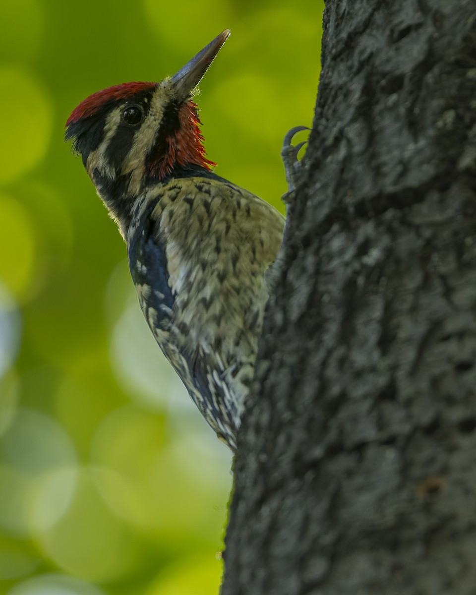 Sarı Karınlı Ağaçkakan - ML647342067