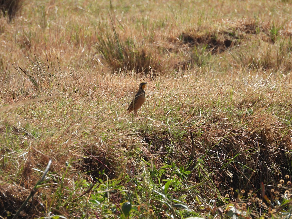 Abyssinian Longclaw - ML647342072