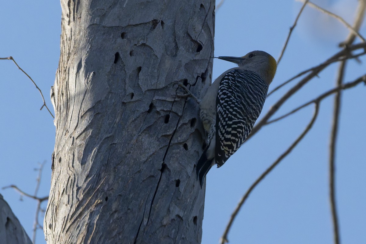 Altın Alınlı Ağaçkakan - ML647342093