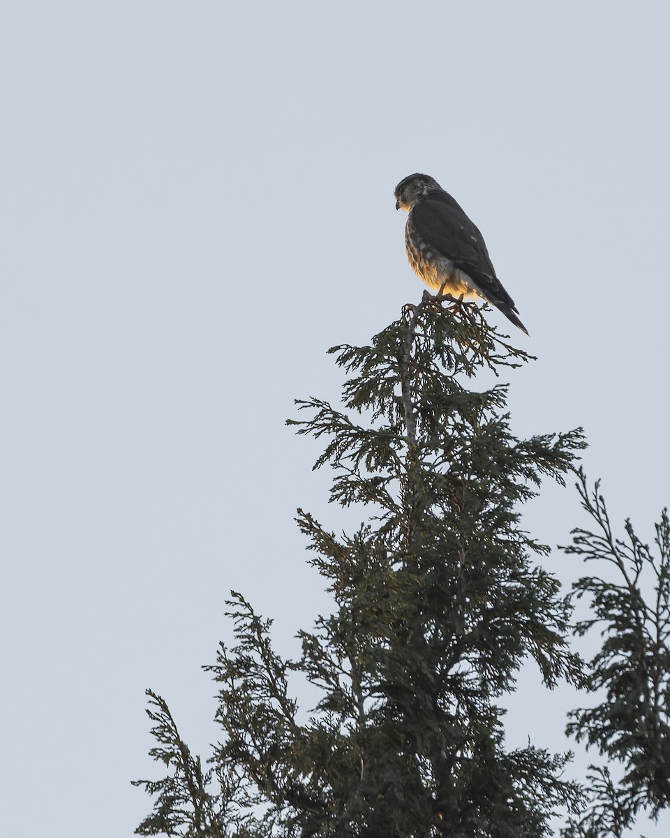 Boz Doğan - ML647342095