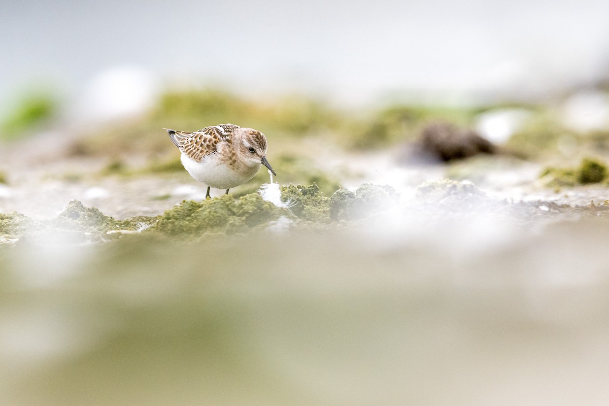 Little Stint - ML647342096