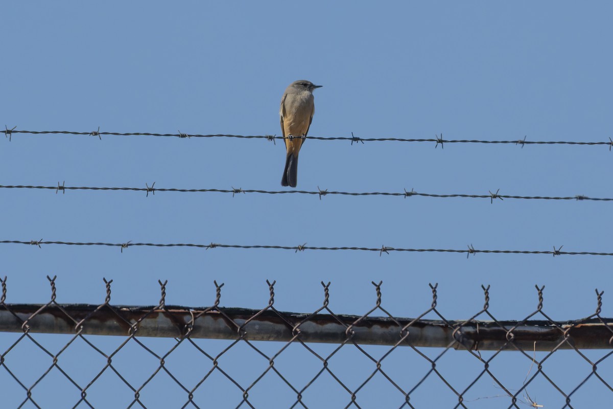 Say Fibisi - ML647342114