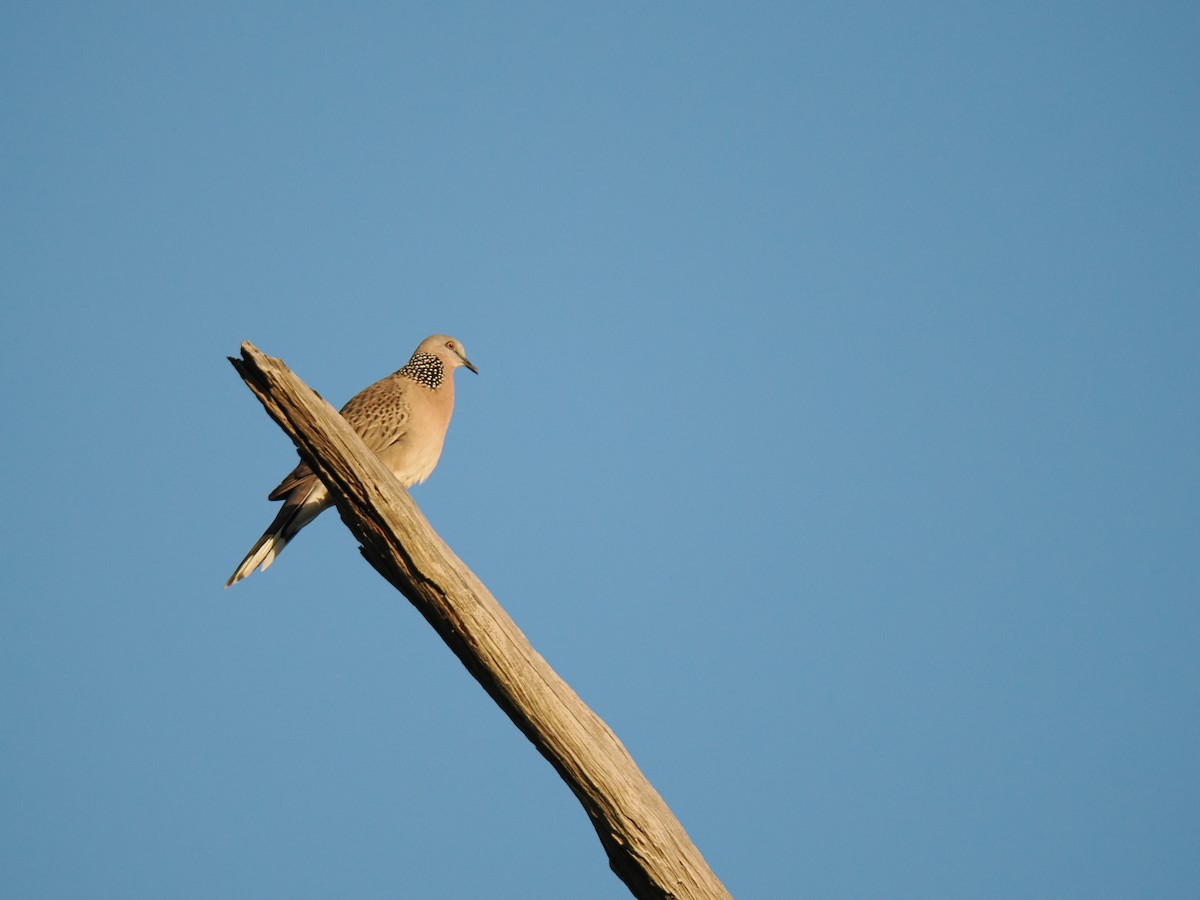 Spotted Dove - ML647342122