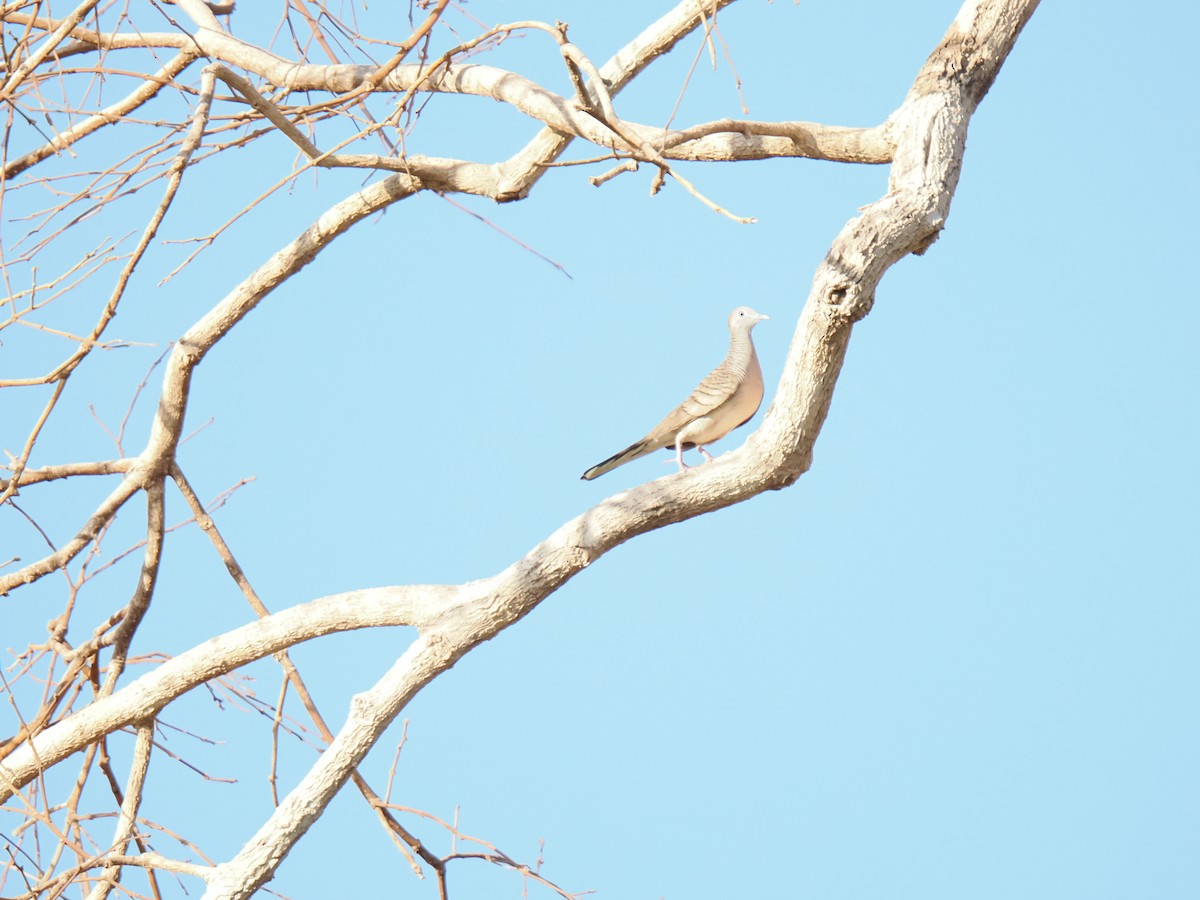 Zebra Dove - ML647342124