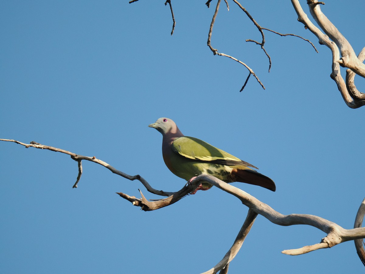 Pink-necked Green-Pigeon - ML647342128