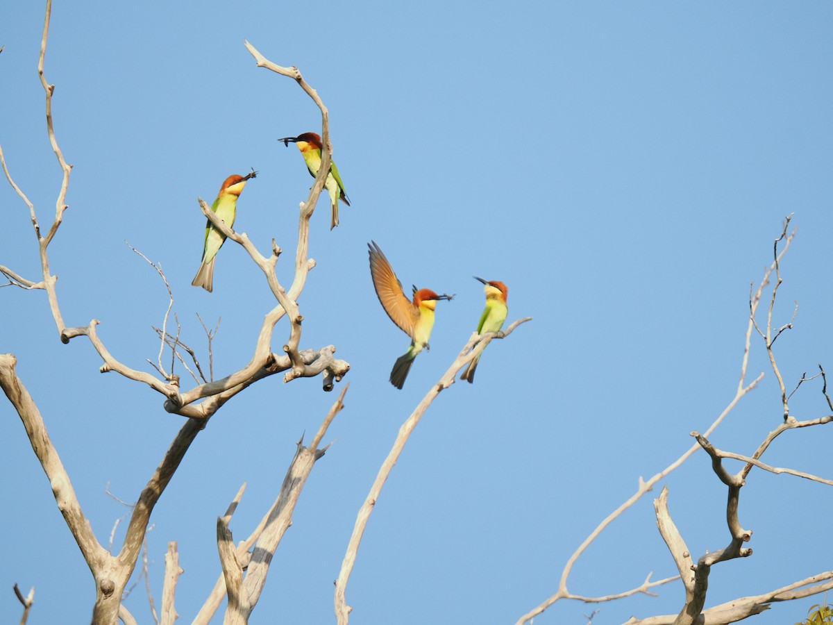 Chestnut-headed Bee-eater - ML647342133